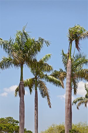 simsearch:400-07661392,k - vertical capture of tropical landscape of a tropical garden of coconut royal palm trees against a blue sky with wispy clouds cirrus. Location of this generic shot was Tamil Nadu, India Photographie de stock - Aubaine LD & Abonnement, Code: 400-06788771
