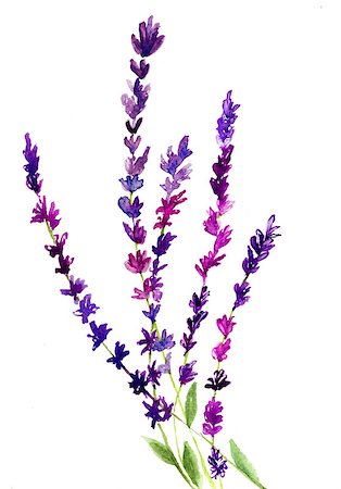 Lavender flower, watercolor illustration Foto de stock - Super Valor sin royalties y Suscripción, Código: 400-06789088