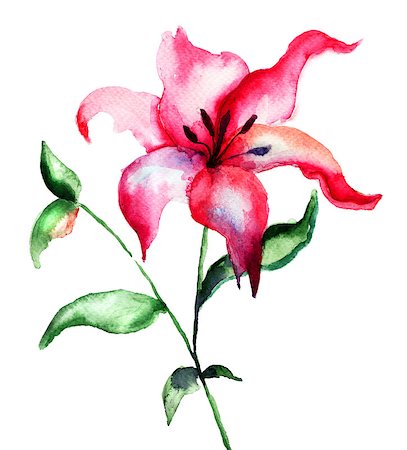 Red Lily flower, watercolor illustration Stock Photo - Budget Royalty-Free & Subscription, Code: 400-06789093