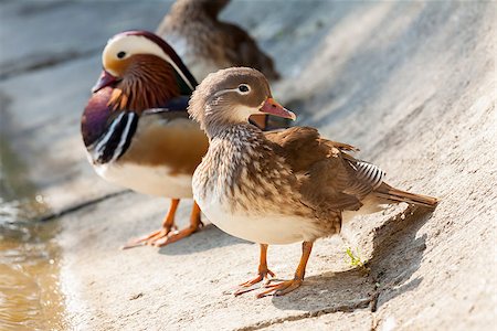 simsearch:400-04860271,k - Pair of Mandarin ducks (Aix Galericulata) on the shore of a lake. Selective focus. Photographie de stock - Aubaine LD & Abonnement, Code: 400-06789406