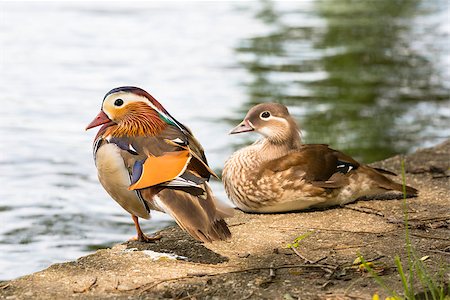 simsearch:400-07123660,k - Pair of Chinese Mandarin (Aix Galericulata) ducks resting on the shore of a river. Stockbilder - Microstock & Abonnement, Bildnummer: 400-06789407