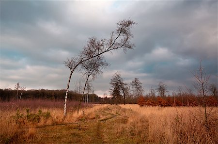 simsearch:400-07295947,k - birch on wild savanna at clouded weather, Dwingelderveld Fotografie stock - Microstock e Abbonamento, Codice: 400-06789507