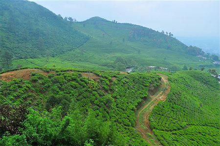 simsearch:400-05253433,k - Scenic view of tea plantation by the mountain at Puncak, Indonesia Stock Photo - Budget Royalty-Free & Subscription, Code: 400-06789590