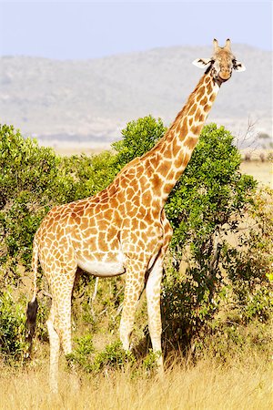 simsearch:879-09021076,k - Giraffe (Giraffa camelopardalis) on the Maasai Mara National Reserve safari in southwestern Kenya. Foto de stock - Royalty-Free Super Valor e Assinatura, Número: 400-06789682
