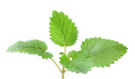 simsearch:400-06531157,k - mint leaves isolated on white background Foto de stock - Royalty-Free Super Valor e Assinatura, Número: 400-06789766