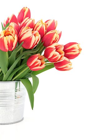 simsearch:400-06356460,k - Red and yellow tulip flower arrangement in a metal vase over white background. Foto de stock - Super Valor sin royalties y Suscripción, Código: 400-06794005