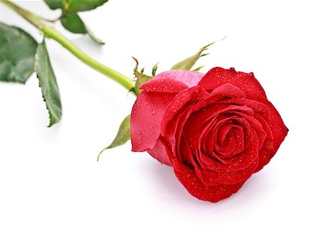 single red rose bud - single dark red rose isolated on white Stock Photo - Budget Royalty-Free & Subscription, Code: 400-06794297
