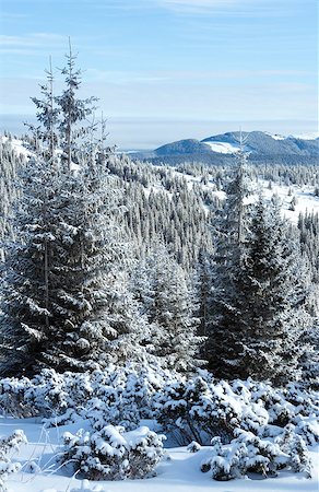 simsearch:400-06861143,k - Morning winter mountain landscape with fir forest on slope. Foto de stock - Super Valor sin royalties y Suscripción, Código: 400-06794333