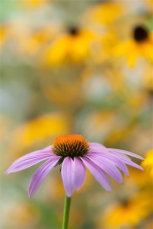 fields of clover images - purple daisy Stock Photo - Budget Royalty-Free & Subscription, Code: 400-06794382