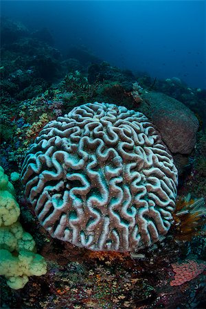 scuba divers - A large coral colony is beginning to bleach due to high sea temperatures in North Sulawesi, Indonesia.  This region is extremely diverse in terms of marine life. Foto de stock - Super Valor sin royalties y Suscripción, Código: 400-06794475