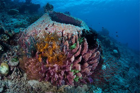 scuba divers - A massive barrel sponge (Xenospongia sp.) is covered with crinoids in North Sulawesi, Indonesia.  This region is extremely diverse in terms of marine life. Foto de stock - Super Valor sin royalties y Suscripción, Código: 400-06794478