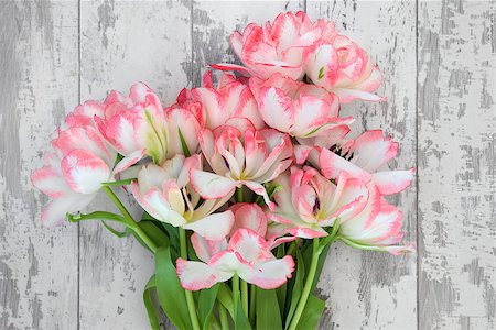 simsearch:400-06356460,k - Pink and cream tulip flower arrangement over distressed white wooden background. Foto de stock - Super Valor sin royalties y Suscripción, Código: 400-06794500