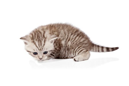 simsearch:400-06568725,k - Scottish-fold kitten isolated on white background Photographie de stock - Aubaine LD & Abonnement, Code: 400-06794857
