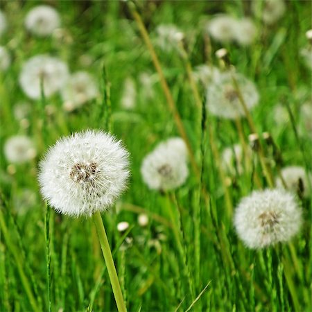 some blowballs on a green meadow Stock Photo - Budget Royalty-Free & Subscription, Code: 400-06795120