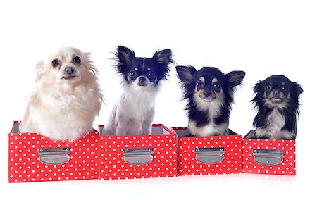 simsearch:400-06391494,k - portrait of a cute purebred  chihuahuas in box  in front of white background Stockbilder - Microstock & Abonnement, Bildnummer: 400-06795136