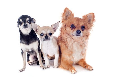 simsearch:400-06391494,k - portrait of a cute purebred chihuahuas in front of white background Fotografie stock - Microstock e Abbonamento, Codice: 400-06795149