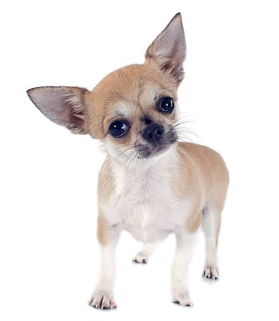 simsearch:400-06395792,k - portrait of a cute purebred  puppy chihuahua in front of white background Foto de stock - Super Valor sin royalties y Suscripción, Código: 400-06795143