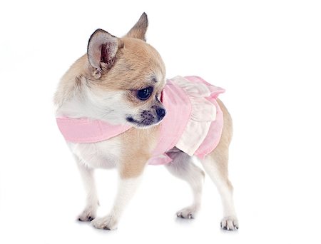 simsearch:400-06172990,k - portrait of a cute purebred  puppy chihuahua with dress in front of white background Stockbilder - Microstock & Abonnement, Bildnummer: 400-06795151