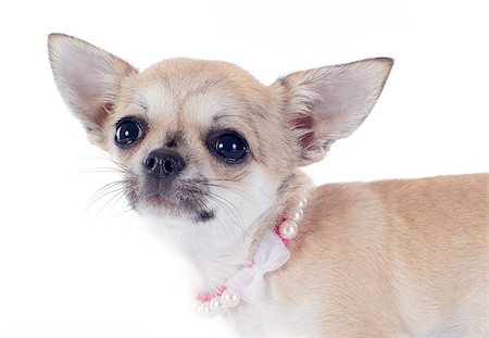 simsearch:400-06395792,k - portrait of a cute puppy  chihuahua in front of white background Foto de stock - Super Valor sin royalties y Suscripción, Código: 400-06795153