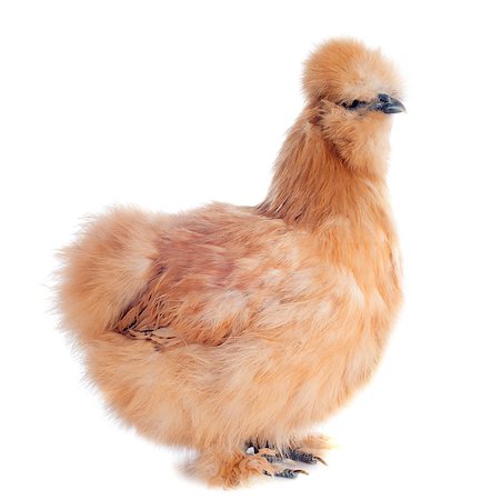 silkie - A small bantam silkie on a white background Stock Photo - Budget Royalty-Free & Subscription, Code: 400-06795186