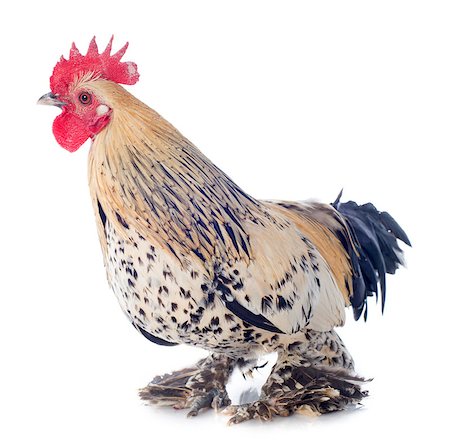 simsearch:400-06881380,k - A small bantam rooster on a white background Photographie de stock - Aubaine LD & Abonnement, Code: 400-06795195