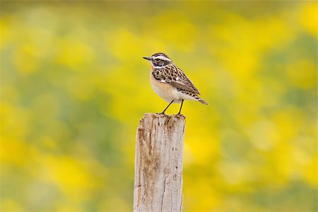 A Whinchat (Saxicola rubetra) with a green and yellow background Stock Photo - Budget Royalty-Free & Subscription, Code: 400-06795204