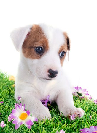 simsearch:400-04615455,k - portrait of a cute puppy jack russel terrier  in front of white background Foto de stock - Royalty-Free Super Valor e Assinatura, Número: 400-06795205