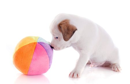 simsearch:400-04615455,k - portrait of a purebred puppy jack russel terrier who playing with a ball in studio Foto de stock - Royalty-Free Super Valor e Assinatura, Número: 400-06795207