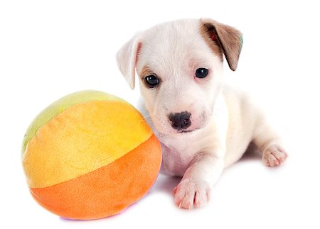 simsearch:400-06866738,k - portrait of a purebred puppy jack russel terrier and ball in studio Stock Photo - Budget Royalty-Free & Subscription, Code: 400-06795208