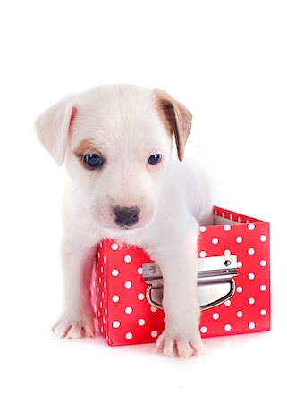 simsearch:400-04446187,k - portrait of a cute puppy jack russel terrier in box  in front of white background Photographie de stock - Aubaine LD & Abonnement, Code: 400-06795209