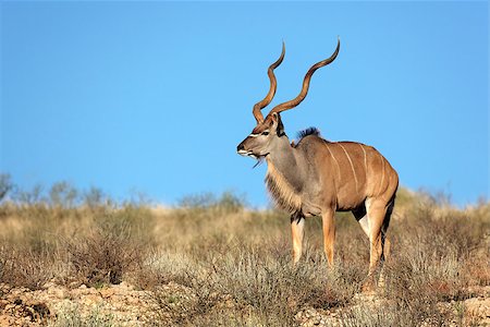 Big male kudu antelope (Tragelaphus strepsiceros) against a blue sky, Kalahari desert, South Africa Photographie de stock - Aubaine LD & Abonnement, Code: 400-06795719