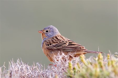 A Cretzschmar's Bunting (Emberiza caesia) sitting on the top of a thorny bush Stock Photo - Budget Royalty-Free & Subscription, Code: 400-06795724