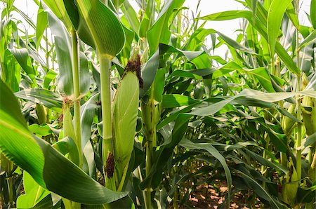 sweetcrisis (artist) - Corn farm and sky in the countryside Thailand Photographie de stock - Aubaine LD & Abonnement, Code: 400-06795799