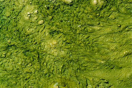 natural background of a abstract organic slimy substance with algae and small bubbles Stock Photo - Budget Royalty-Free & Subscription, Code: 400-06795872