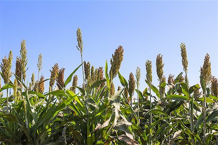 simsearch:400-06760836,k - Millet or Sorghum field  with blue sky background Photographie de stock - Aubaine LD & Abonnement, Code: 400-06796350