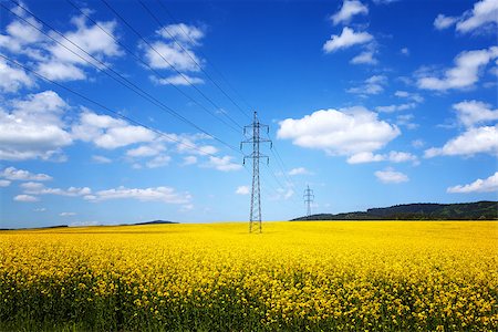simsearch:400-06918933,k - Yellow rapeseed field Photographie de stock - Aubaine LD & Abonnement, Code: 400-06796380