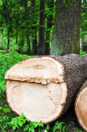 Stack of freshly cut trees in a forest Foto de stock - Super Valor sin royalties y Suscripción, Código: 400-06797086