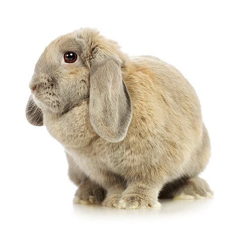 fluffy white rabbit - gray lop-earred rabbit, isolated on white background Stock Photo - Budget Royalty-Free & Subscription, Code: 400-06797181