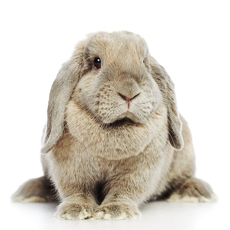 gray lop-earred rabbit, isolated on white background Stock Photo - Budget Royalty-Free & Subscription, Code: 400-06797195