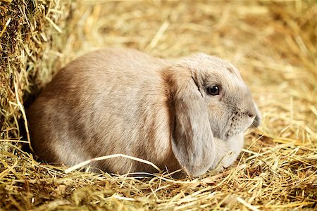 simsearch:400-06797181,k - gray lop-earred rabbit on hayloft, close up Stock Photo - Budget Royalty-Free & Subscription, Code: 400-06797193