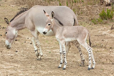 simsearch:400-05120007,k - somali wild ass baby and mother in nature Photographie de stock - Aubaine LD & Abonnement, Code: 400-06797255