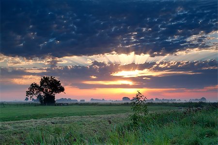 simsearch:400-07295947,k - dramatic colorful sunrise over summer green pasture Fotografie stock - Microstock e Abbonamento, Codice: 400-06797315