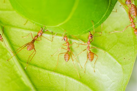 red ant teamwork on green leaf building home Stock Photo - Budget Royalty-Free & Subscription, Code: 400-06797774
