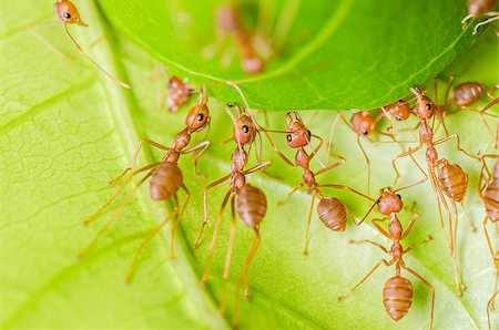 red ant teamwork on green leaf building home Stock Photo - Budget Royalty-Free & Subscription, Code: 400-06797772
