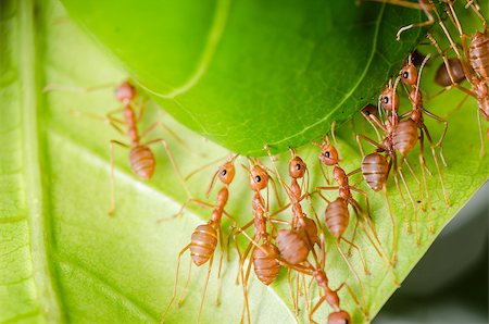 red ant teamwork on green leaf building home Stock Photo - Budget Royalty-Free & Subscription, Code: 400-06797773