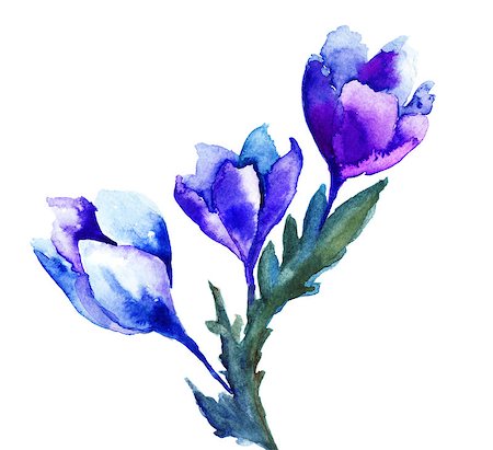prímula - Spring flowers watercolor illustration Foto de stock - Super Valor sin royalties y Suscripción, Código: 400-06798025
