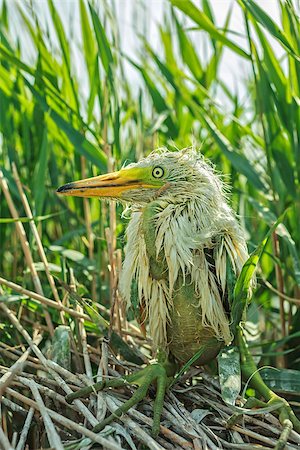 fogen (artist) - White heron chick sitting in the nest, close-up Stockbilder - Microstock & Abonnement, Bildnummer: 400-06798032
