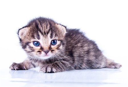 simsearch:400-06076601,k - Studio portrait of a cute littel 2 weeks old kitten. Photographie de stock - Aubaine LD & Abonnement, Code: 400-06798201