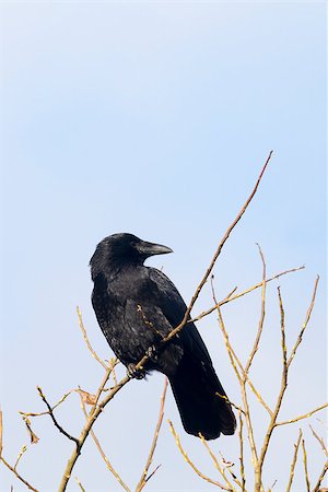 Carrion Crow perched high in the tree Foto de stock - Super Valor sin royalties y Suscripción, Código: 400-06798413