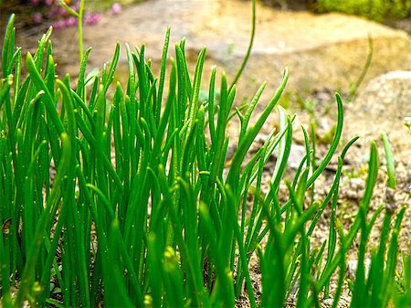 simsearch:400-08131611,k - Detail of rock garden. Growing green grass. Closeup macro detail. Stock Photo - Budget Royalty-Free & Subscription, Code: 400-06798921